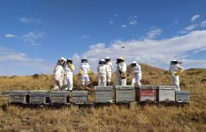 bee suits